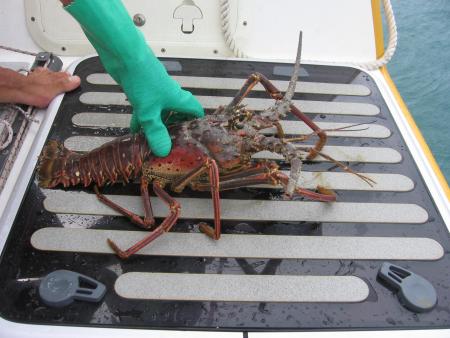Langouste