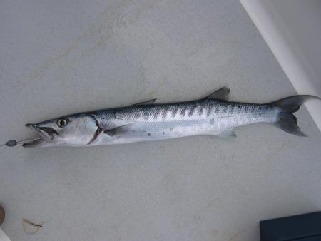Barracuda