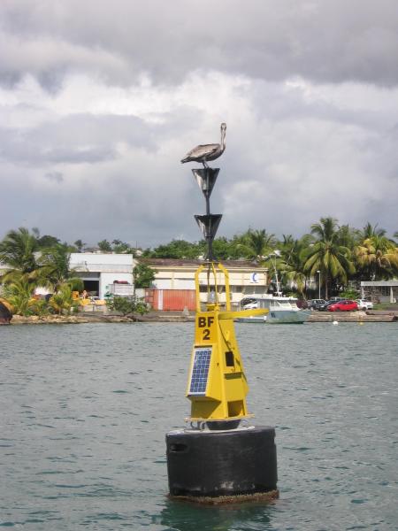 Pelican