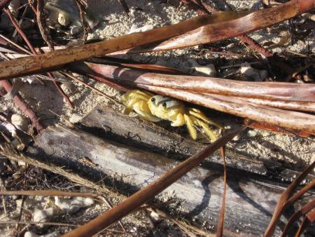 crabe