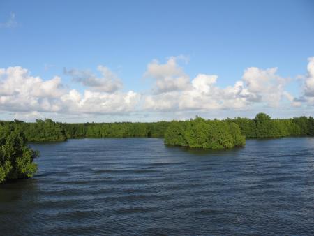 Mangrove