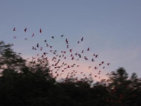 Ibis rouge