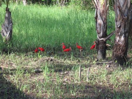 ibis rouge