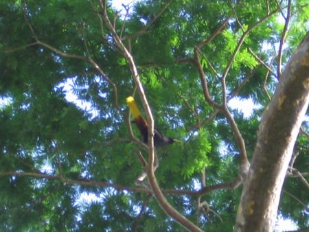 oiseau tropical
