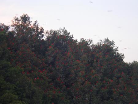 ibis island