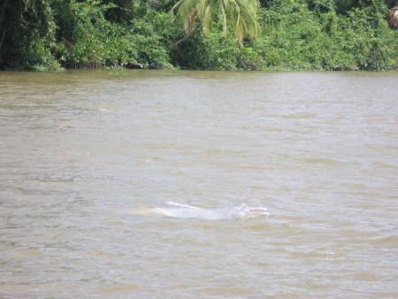 dauphin d'eau douce