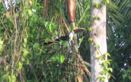 Toucan