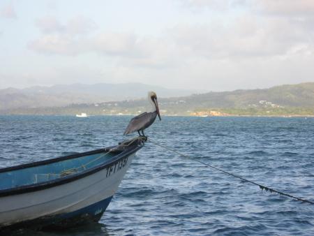 pelican