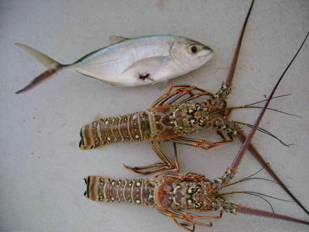 Peche suite