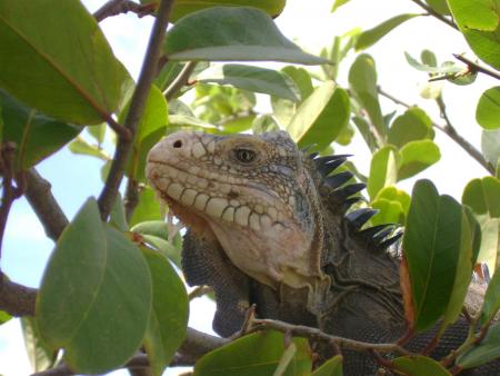 iguane
