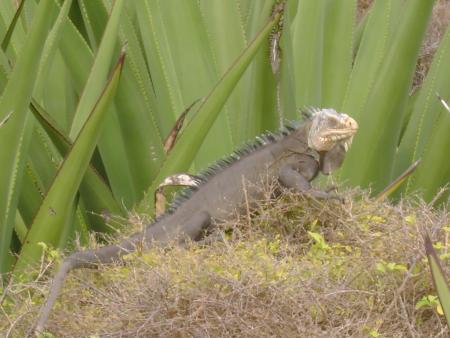 Iguane