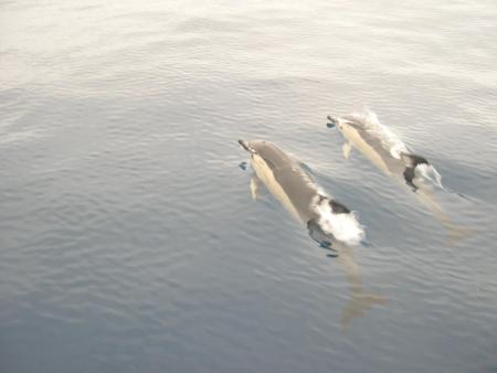 Dauphins nous accompagnant