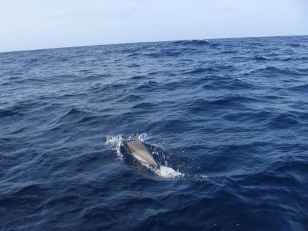Dauphins