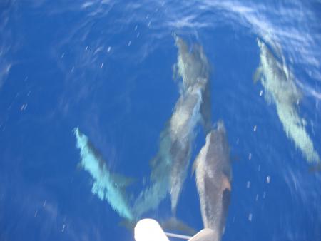 Transat